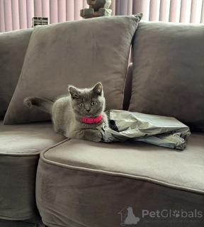 Photo №1. british shorthair - à vendre en ville de Birlenbach | 350€ | Annonce № 177547