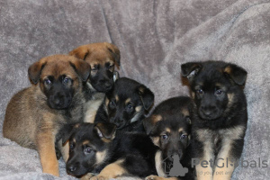 Photo №1. berger allemand - à vendre en ville de Berlin | Gratuit | Annonce №125086