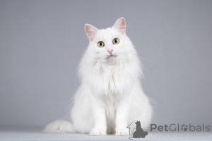 Photo №1. angora turc - à vendre en ville de Khimki | négocié | Annonce № 164480