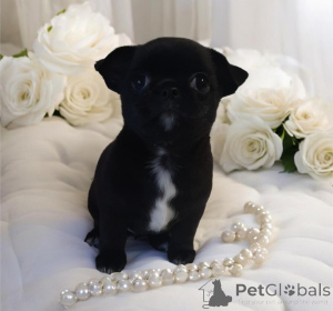 Photo №3. Perle VIP noire !. Ukraine