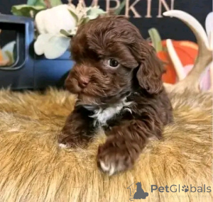 Photo №1. caniche (nain) - à vendre en ville de Chicago | 531€ | Annonce №138154