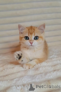 Photo №1. british shorthair - à vendre en ville de Borough de Londres de Hackney | négocié | Annonce № 173853