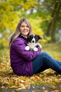 Photo №1. welsh corgi - à vendre en ville de Saint-Pétersbourg | 485€ | Annonce №155620