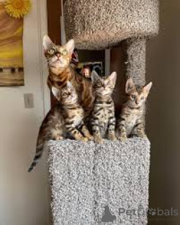 Photo №1. bengal - à vendre en ville de Bruxelles | 500€ | Annonce № 166606