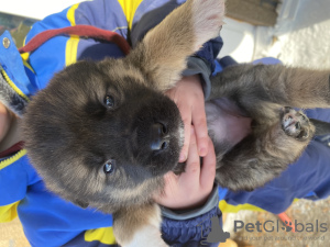Photo №1. chien bâtard - à vendre en ville de Ryazan | 95€ | Annonce №88699