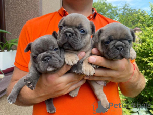 Photo №1. bouledogue - à vendre en ville de Berlin | négocié | Annonce №166204