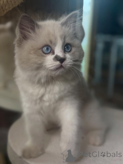 Photo №3. Des yeux rêveurs, un cœur doux. Luna est au clair de lune sous forme de chaton.. La finlande