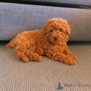 Photo №1. caniche (jouet) - à vendre en ville de Vestby | négocié | Annonce №168447