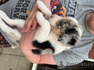 Photo №2 de l'annonce № 71127 de la vente border collie - acheter à La Grande-Bretagne annonce privée, éleveur