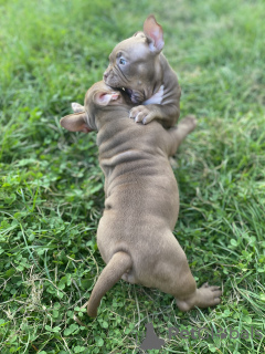 Photos supplémentaires: Chiots Pocket Bully, mâles et femelles, libres de demander