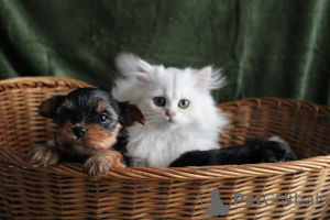 Photo №1. yorkshire terrier - à vendre en ville de Titusville | 189€ | Annonce №84031