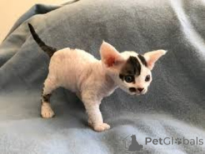 Photo №4. Je vais vendre german rex en ville de Schwäbisch Gmünd.  - prix - négocié