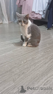 Photo №3. GCCF Blue & White British Shorthair Femelle 10 Mois Vaccinée & Pucée Bruxelles. Belgique