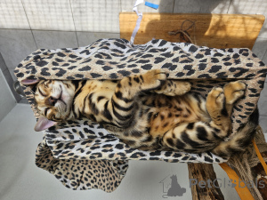 Photo №4. Je vais vendre bengal en ville de Zagreb. éleveur - prix - 800€