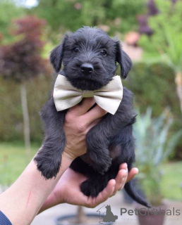 Photo №3. Chiot schnauzer noir de taille moyenne. Serbie
