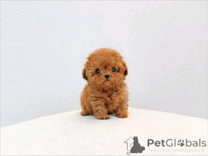 Photo №4. Je vais vendre berger allemand en ville de Prague. éleveur - prix - 250€