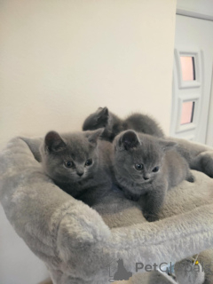 Photo №1. british shorthair - à vendre en ville de Nitra | 350€ | Annonce № 145663