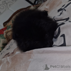 Photos supplémentaires: CHIOTS POMERANIENS (MINI/STANDARD)