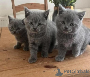 Photo №3. chatons bleus british shorthair. Allemagne