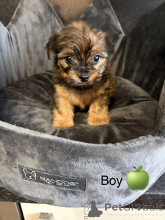 Photo №2 de l'annonce № 163986 de la vente chow-chow - acheter à USA annonce privée