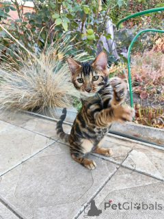 Photo №2 de l'annonce № 153415 de la vente bengal - acheter à L'Autriche annonce privée