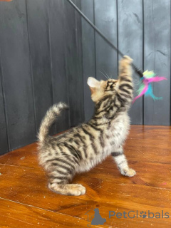 Photo №1. toyger - à vendre en ville de Bad Wildungen | négocié | Annonce № 170328