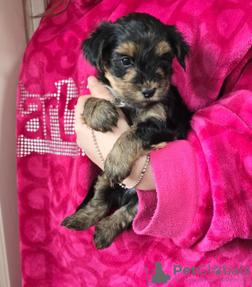 Photo №3. Chiots du Yorkshire Terrier. Australie