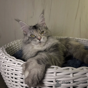 Photo №2 de l'annonce № 161721 de la vente maine coon - acheter à USA éleveur
