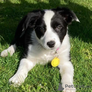 Photo №2 de l'annonce № 78585 de la vente border collie - acheter à Allemagne annonce privée