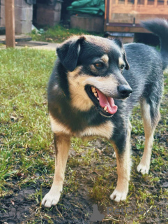 Photos supplémentaires: Le chien souriant Masyanya cherche un foyer !