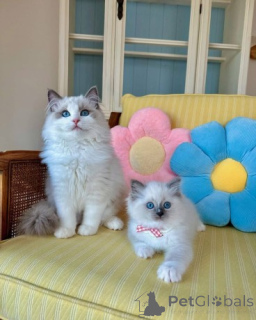 Photo №1. ragdoll - à vendre en ville de Hannover | 250€ | Annonce № 156675