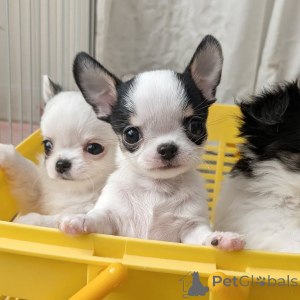 Photo №1. chihuahua - à vendre en ville de Helsinki | 500€ | Annonce №163642
