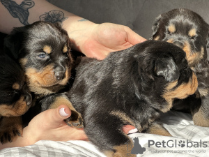 Photo №2 de l'annonce № 96416 de la vente rottweiler - acheter à La Grande-Bretagne annonce privée, éleveur