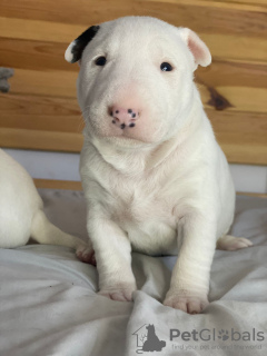 Photos supplémentaires: Bull-terrier miniature Lauras Dream FCI