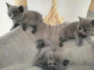 Photo №2 de l'annonce № 145663 de la vente british shorthair - acheter à Slovaquie 