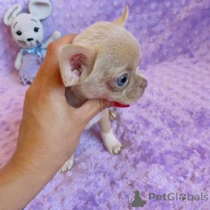 Photo №1. chihuahua - à vendre en ville de Chicago | 372€ | Annonce №138098