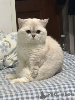 Photo №1. scottish fold - à vendre en ville de Aizlingen | 400€ | Annonce № 157399