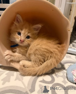 Photo №3. Maine-Coon-Kätzchen. Allemagne