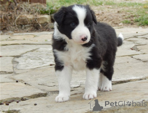 Photo №1. border collie - à vendre en ville de Athènes | négocié | Annonce №172522