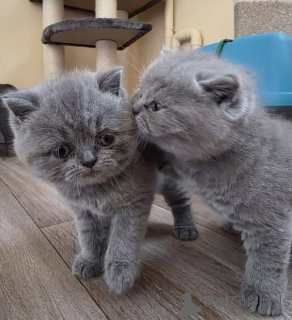 Photo №2 de l'annonce № 173993 de la vente british shorthair - acheter à France 