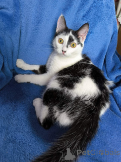 Photo №3. L'âme d'Emily. Biélorussie