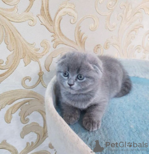 Photo №2 de l'annonce № 83553 de la vente scottish fold - acheter à USA 