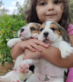 Photo №3. Chiots Beagle à la recherche d'un foyer pour toujours. Allemagne