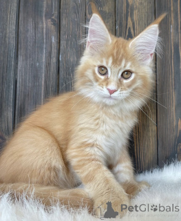 Photo №1. maine coon - à vendre en ville de Bellaire | 765€ | Annonce № 161675
