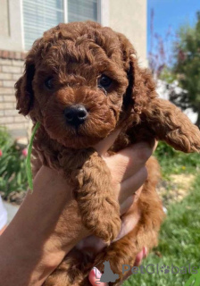 Photo №1. caniche (jouet) - à vendre en ville de Parc Albert | négocié | Annonce №168173