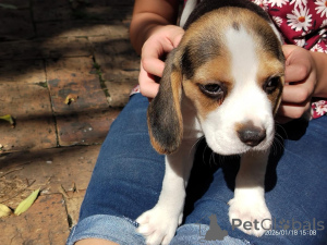 Photo №1. beagle - à vendre en ville de Barsel | négocié | Annonce №166359