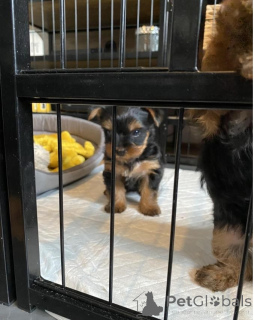 Photo №2 de l'annonce № 135153 de la vente yorkshire terrier - acheter à Allemagne 