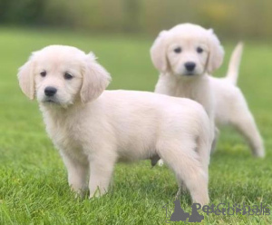 Photo №1. golden retriever - à vendre en ville de Vilnius | négocié | Annonce №175925