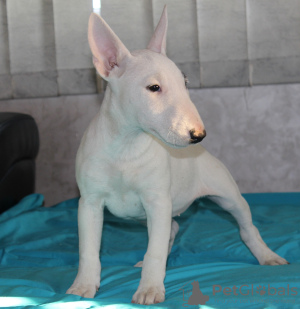 Photos supplémentaires: Chiots bull terrier miniatures