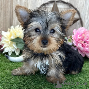 Photo №2 de l'annonce № 136314 de la vente yorkshire terrier - acheter à Allemagne 